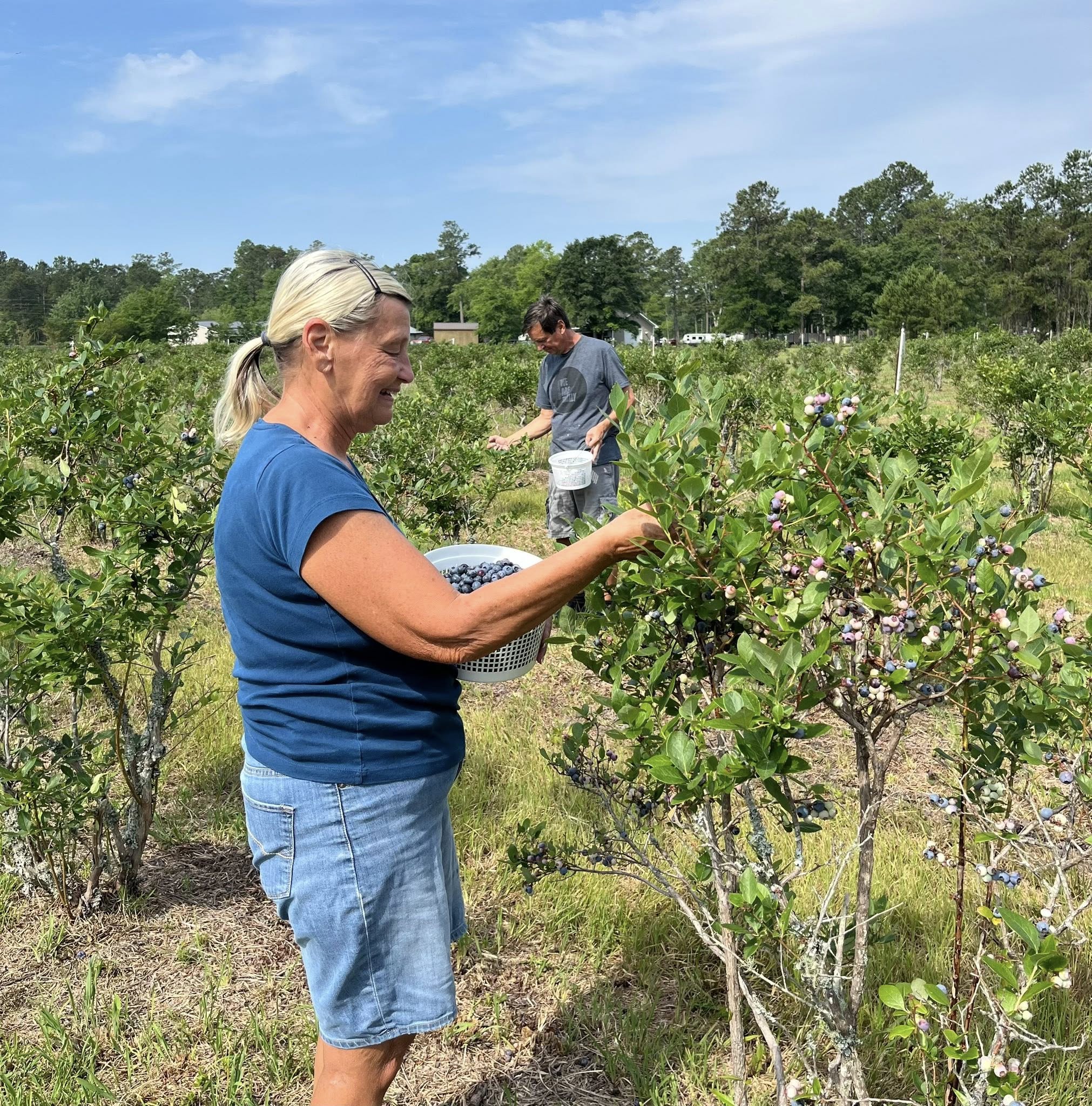 Couple Picking Blueberries