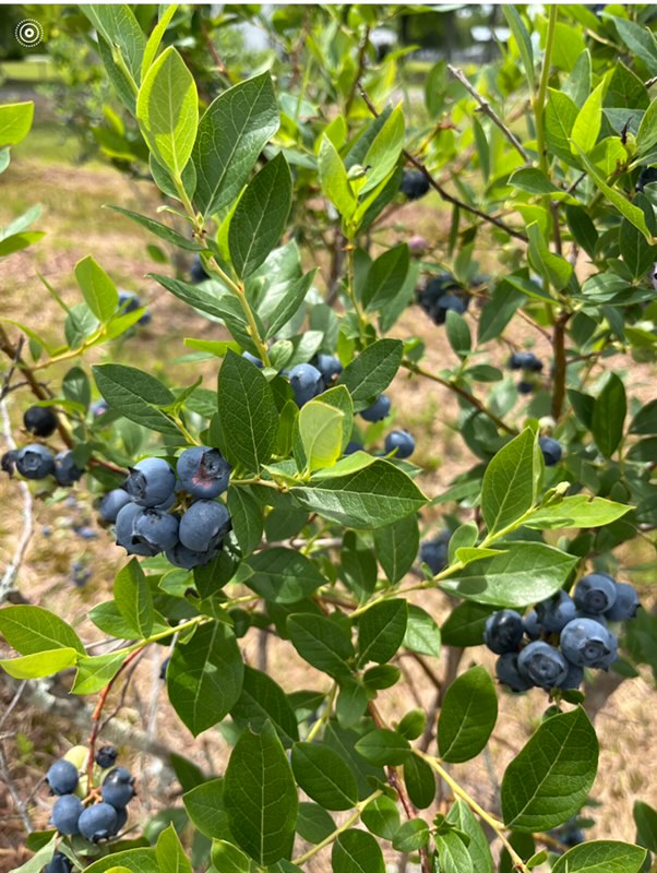 Blueberry bushes at Lee's Blueberry Farm