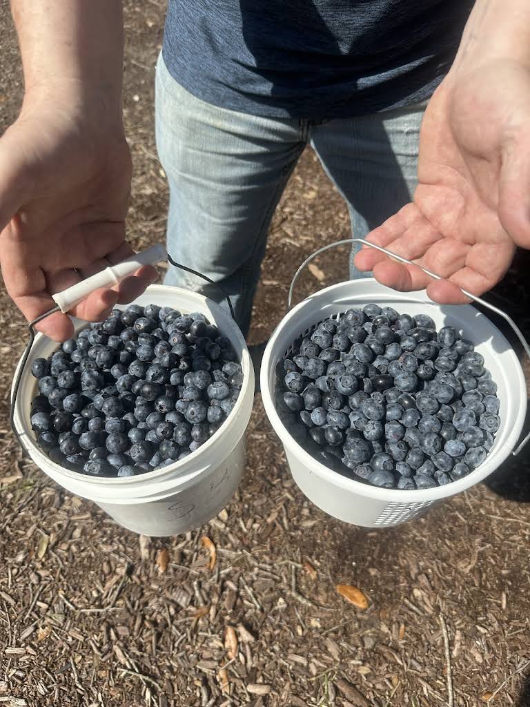 Buckets of blueberries at the farm