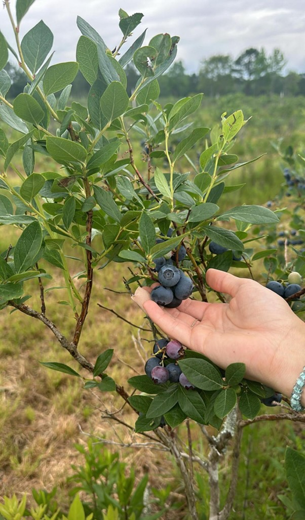Rows of blueberry plants