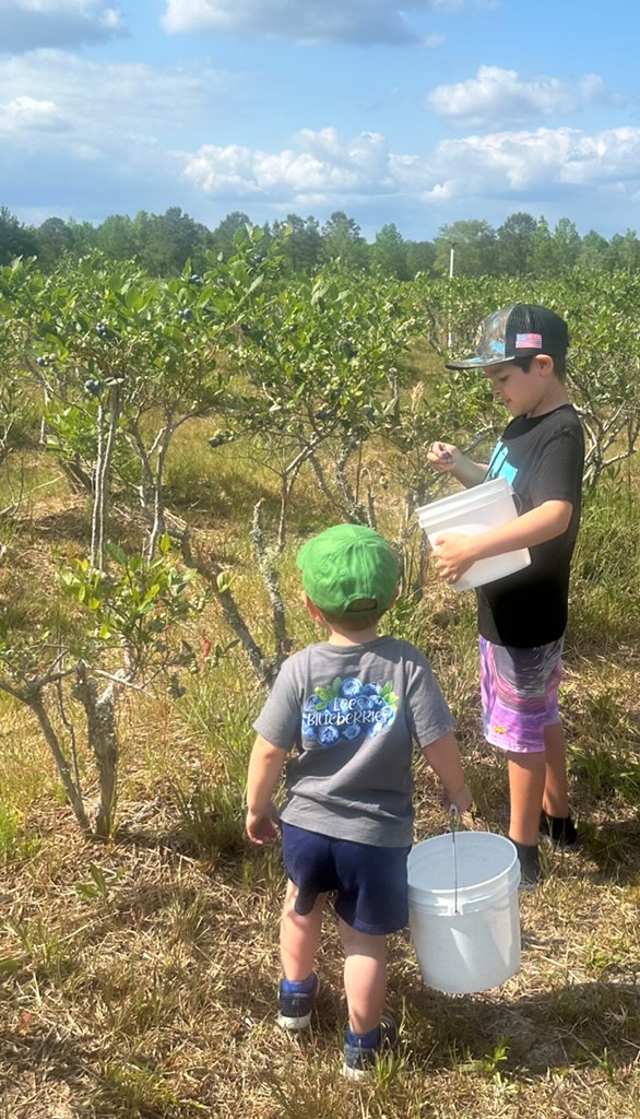 Fresh blueberries ready for picking